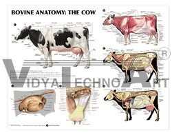 Bovine Anatomy: The Cow Anatomical Chart